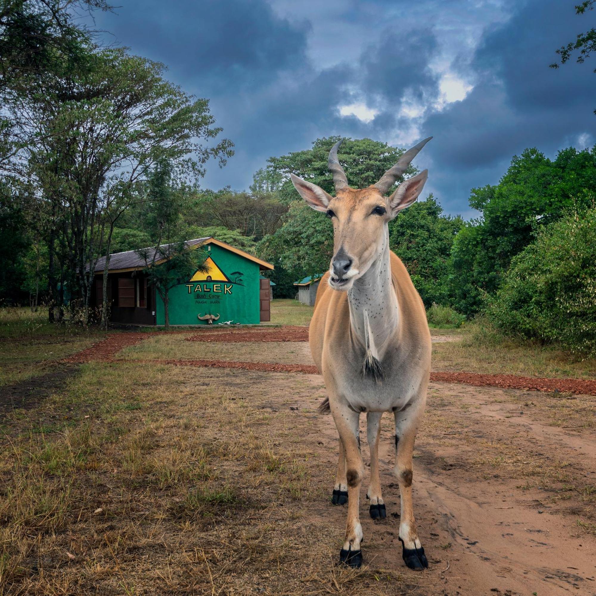 Hotel Talek Bush Camp , Masai Mara Zewnętrze zdjęcie