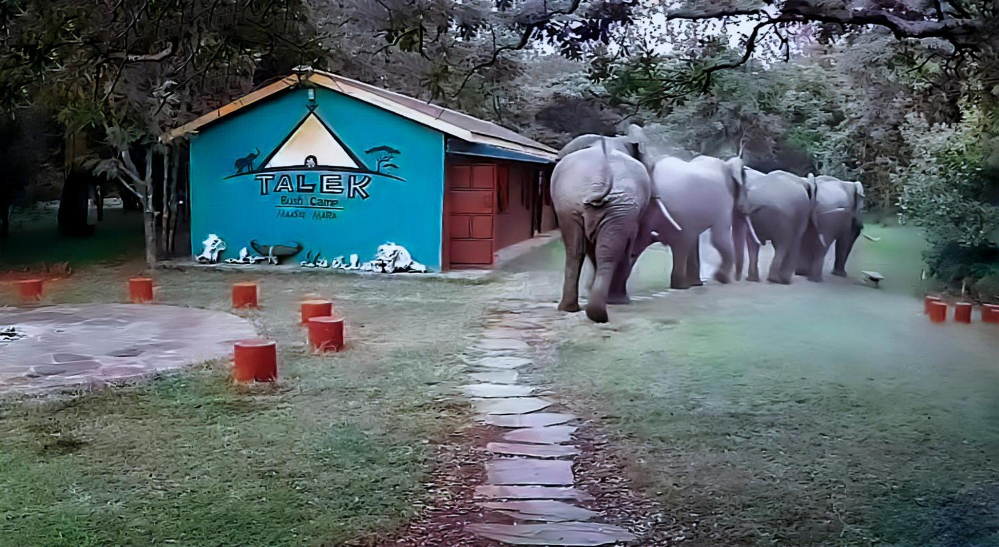 Hotel Talek Bush Camp , Masai Mara Zewnętrze zdjęcie